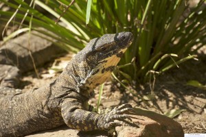 Photo of a Lizard at an Australian wildlife reserve
