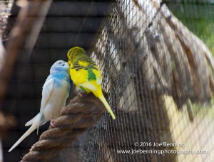 Noumean Birds Flirting