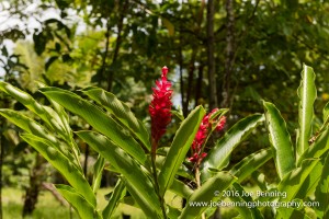 Flowers and Foliage in the Samoan rain forest