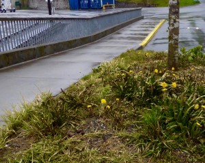 spring in Juneau - the dandelions are blooming already; you can see moss and lichen on the tree - it's everywhere here, due to the volcanic ash from years ago that provides a hospitable base for growth, and the abundant rain. 