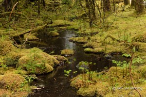 Stream in the Rain Forest