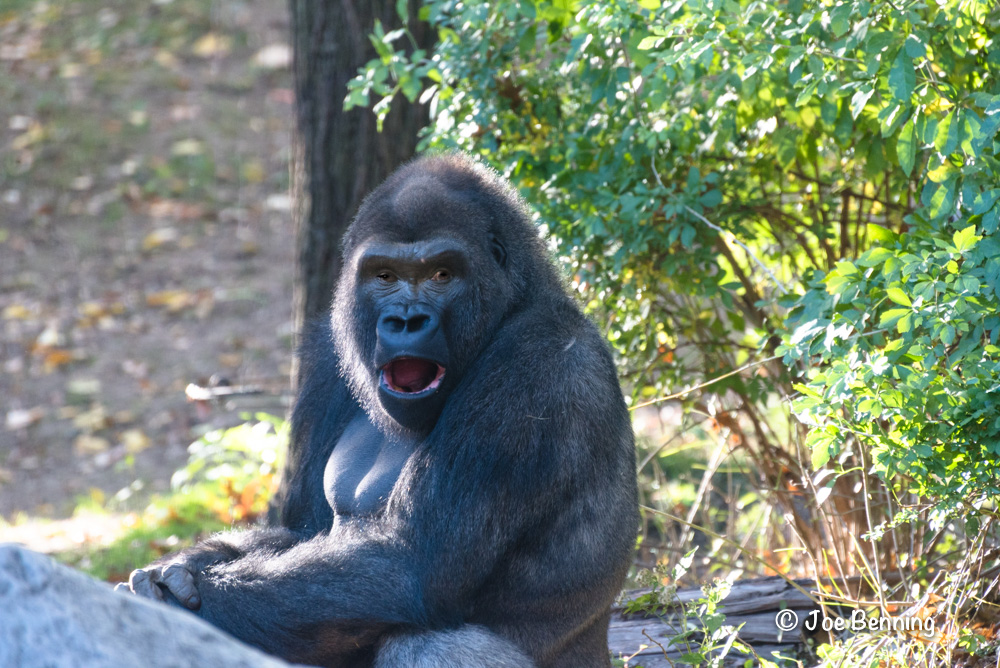 Gorilla looks surprised with wide-open mouth and eyes.