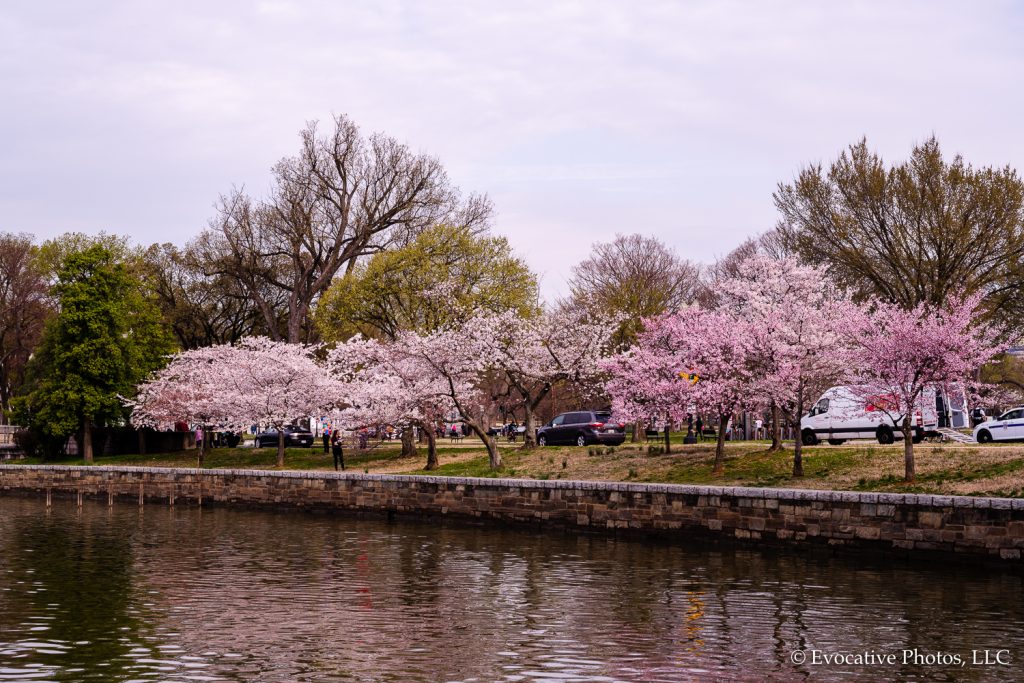 Peak Bloom For The Cherry Blossoms Joe Benning Photography