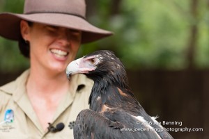 Wedge-tailed eagle with trainer in the Australian outback