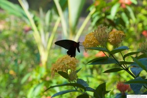 Black Butterfly on a Yellow Flower