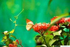 Butterfly Landing in Flower