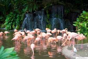 Flamingos by a waterfall
