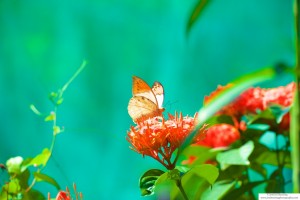 Orange and White Butterfly