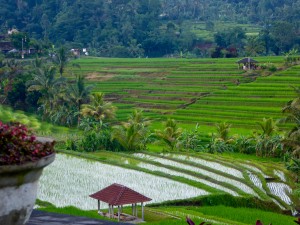 Rice terraces in Jatiluwih, a UNESCO world heritage site; this is just a small picture from the large bowl-shaped area.  