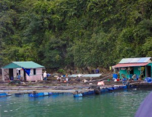 Ha Long Bay - fishing village 