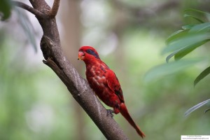 Red Myna Bird on a tree branch