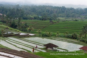 Photo of the Rice Paddies of Jatiluwih