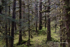 Forest in Kodiak Alaska Refuge