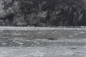 Ice in Glacier Bay
