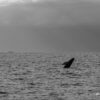 DSC5632.jpg