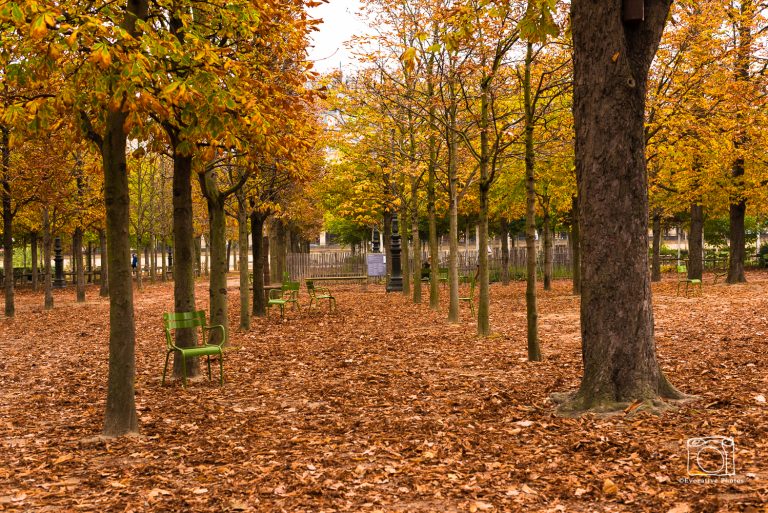 A path in the Tuileries in Paris in Autumn when the leaves turn color