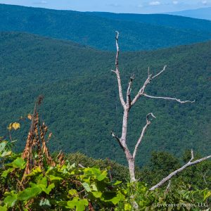 Blue Ridge Mountains