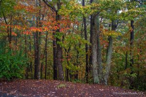 Autumn in the Shenandoah Valley