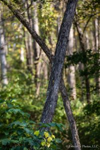 Close-up of Trees in a Forest