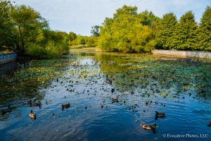 Duck Pond in Patterson Park