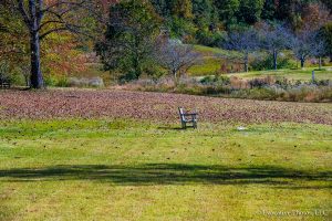 Lonely Park Bench 