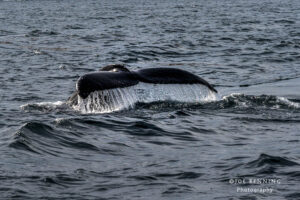 Humpback Whale Diving into the Ocean