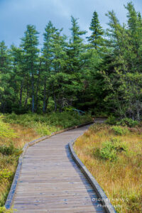 Into the Woods on Cape Breton