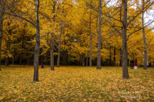 Ginko Grove