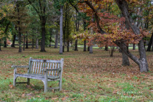 Park Bench in Blandy Farm