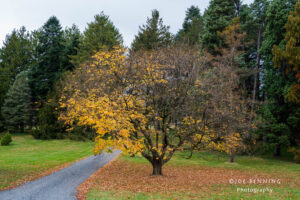 Path in the Arboretum