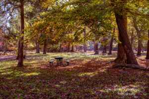 Picnic Area in Park