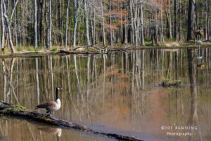 A Goose in the Wetlands