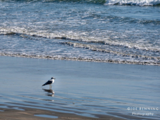 Sea Gull on Shore
