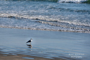 Sea Gull on Shore