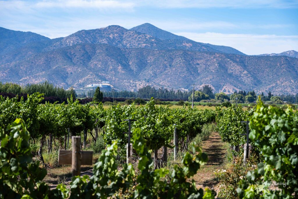 Casablanca Vineyard