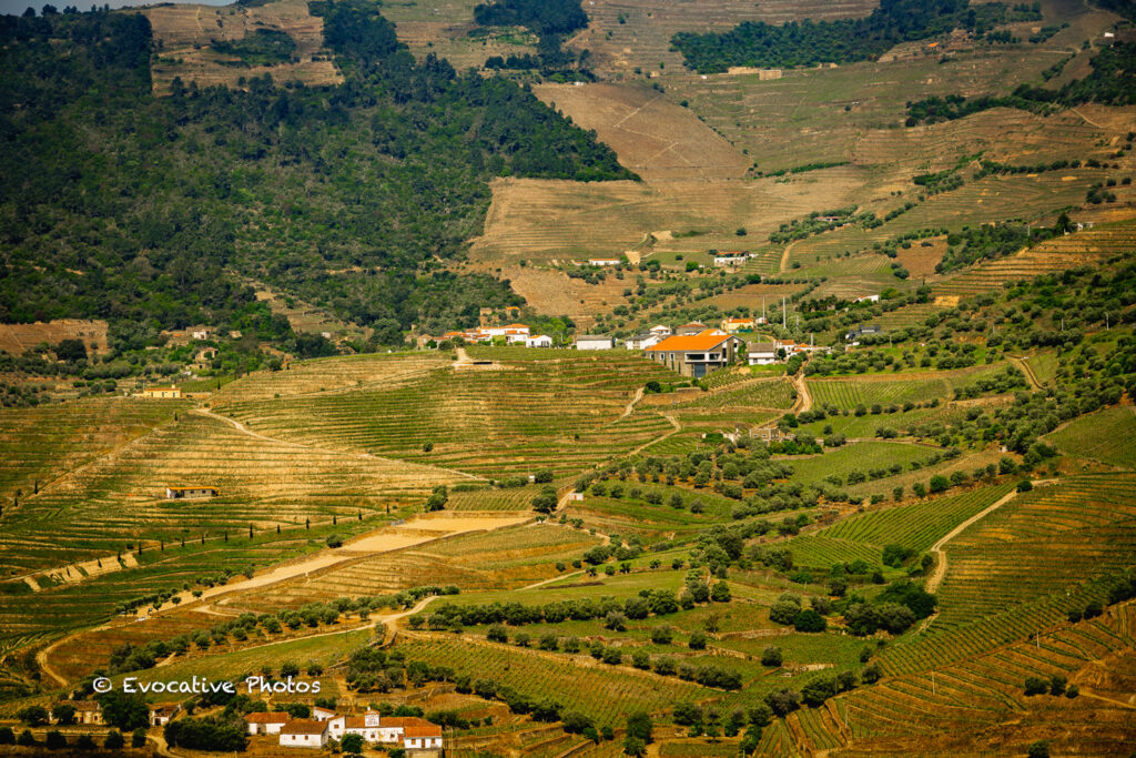 Vineyards in the Douro Valley