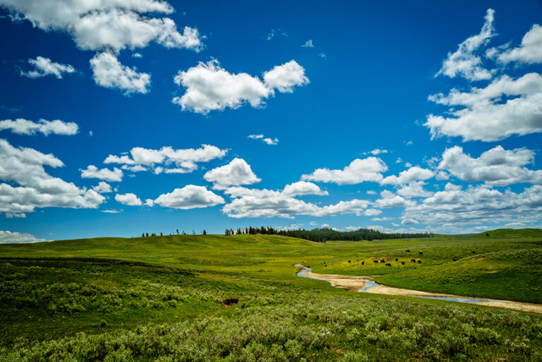 Bison Graze Near Winding Creek in Hayden Valley