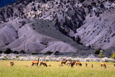 Herd of Wild Elk Graze Beneath Yellowstone Hillsides