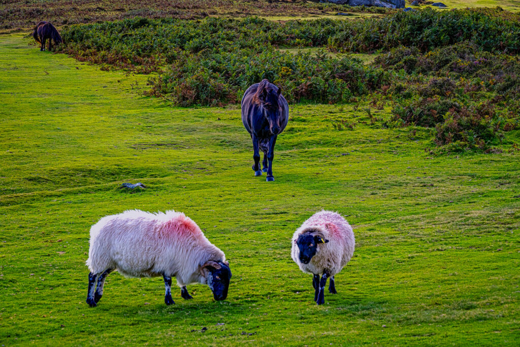 Horse and two sheep grazing on bright green moorland in the Isles of Scilly, England.