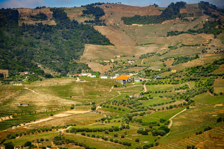 Layered vineyards and winding agricultural terraces stretch across the sunlit hills of Portugal’s famous Douro Valley.