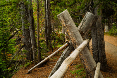 Rustic Log Fence Crosses Hiking Trail in Pine Forest