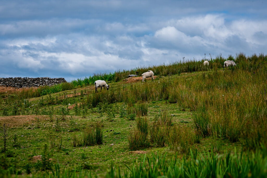 Five sheep graze across a green hillside in rural Ireland beside a traditional dry-stone wall under a cloudy blue sky.