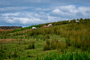Five sheep graze across a green hillside in rural Ireland beside a traditional dry-stone wall under a cloudy blue sky.