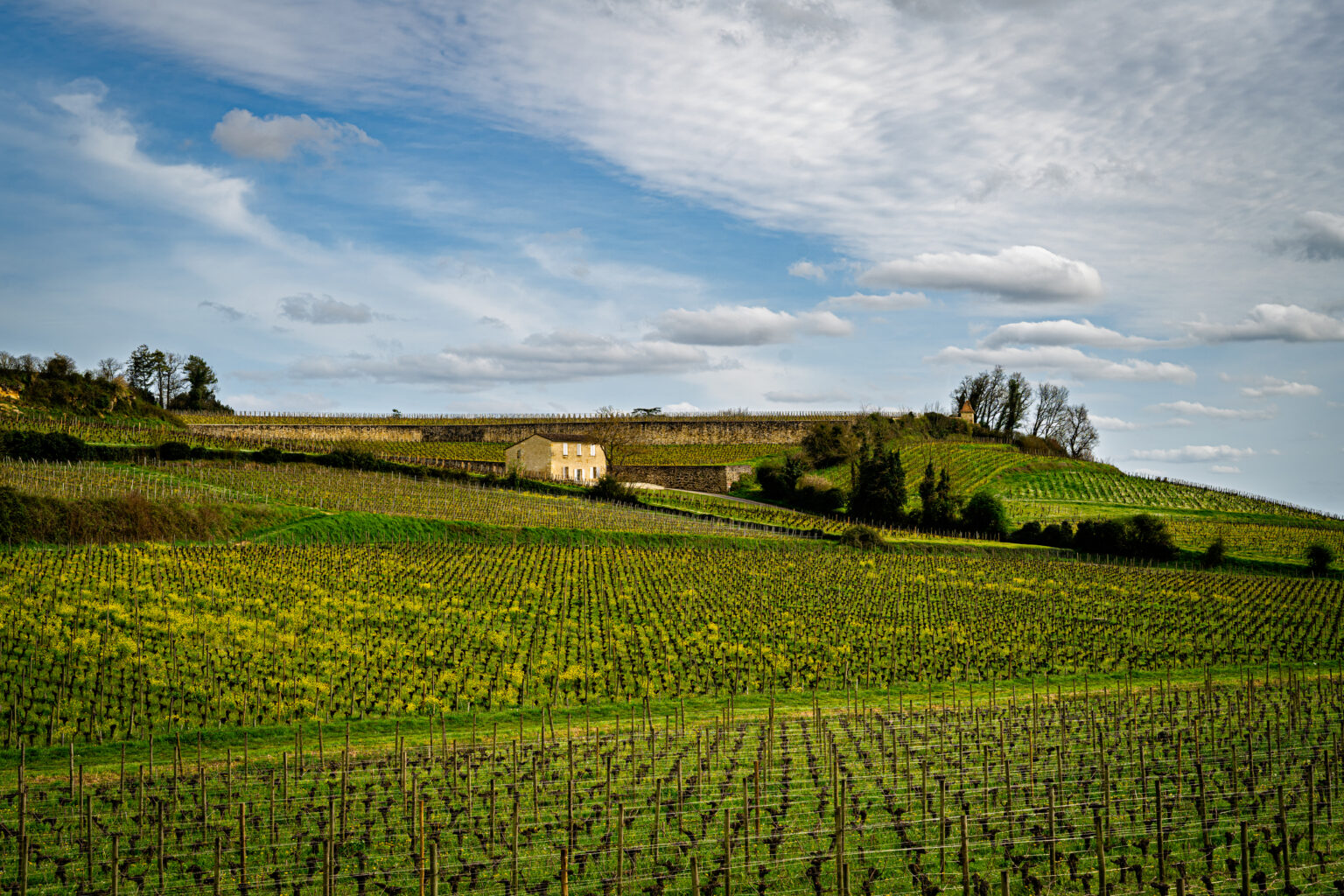 Wide rural view of rolling vineyard fields near Saint-&Eacute;milion