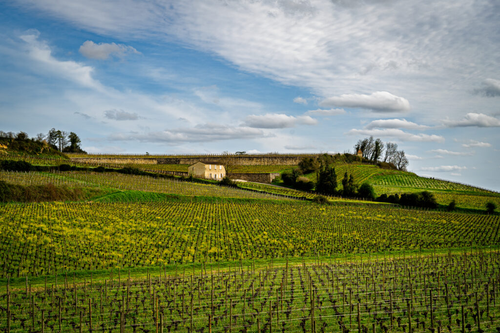 Wide rural view of rolling vineyard fields near Saint-Émilion