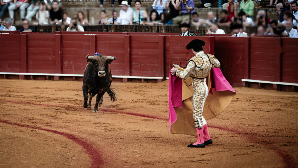 A bullfighter holds a pink and yellow cape as a bull approaches in an arena in Seville.