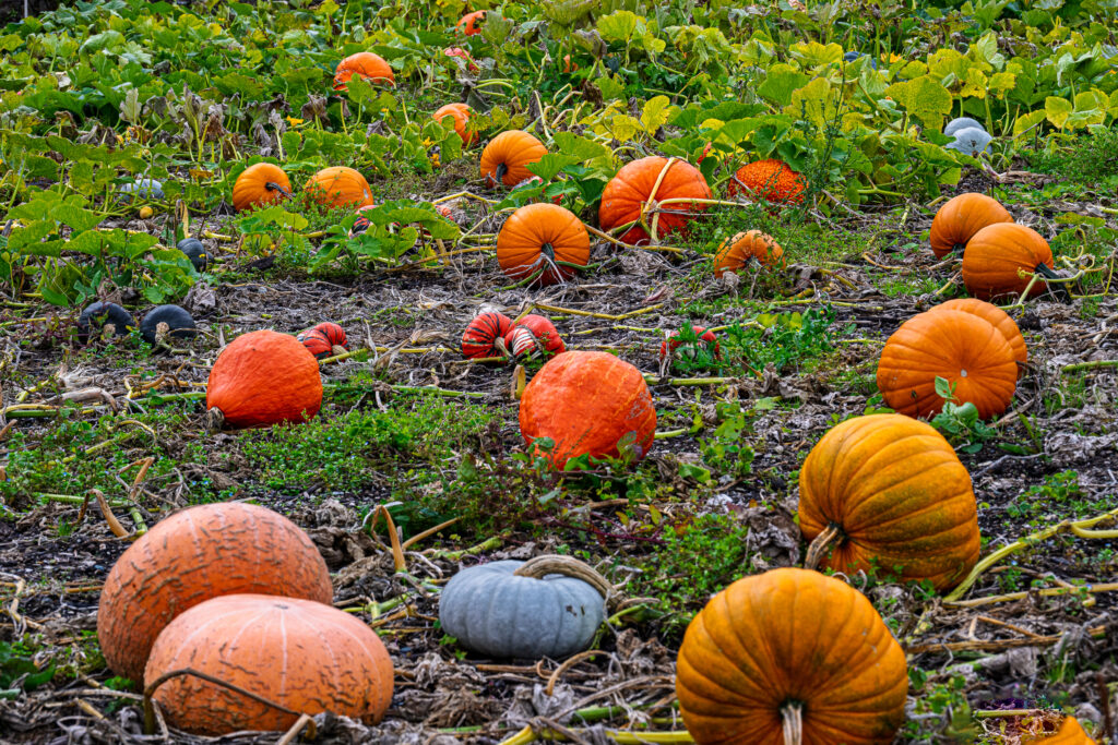 Colorful orange, green and pale pumpkins growing among leafy vines in an English autumn field.