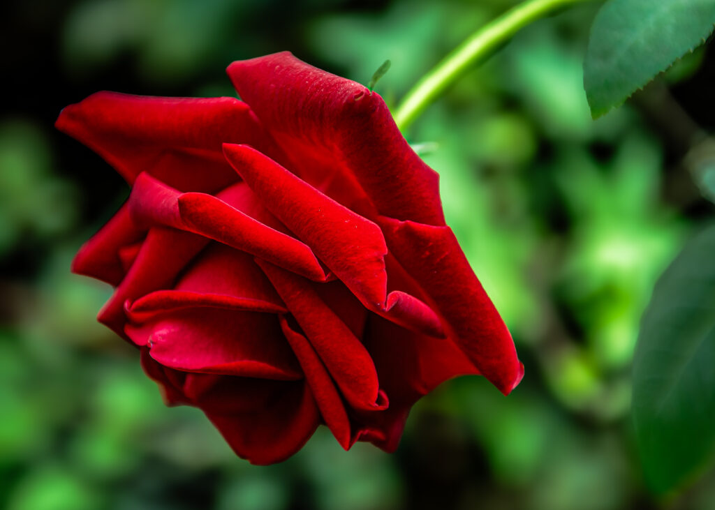 A close-up photo of a very deep and bright red garden rose.