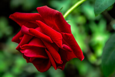 A close-up photo of a very deep and bright red garden rose.