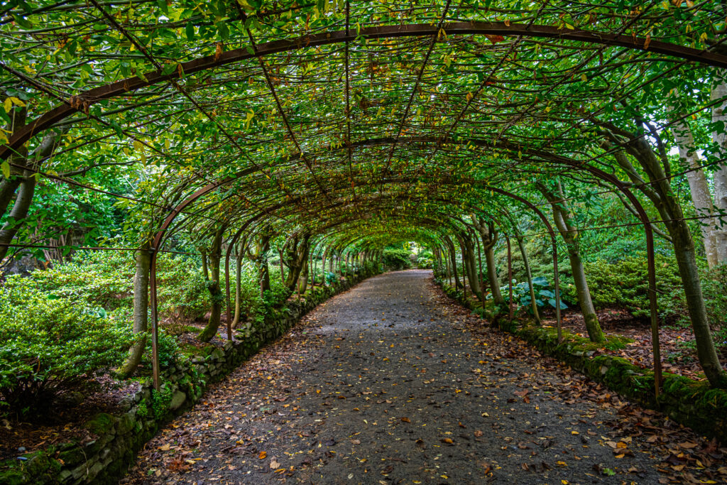 Leafy arches form a green tunnel over a gravel path at Bodnant Garden in Wales.